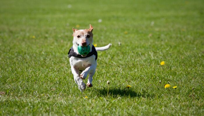 Highgate Dog Park